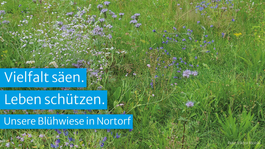 2025-bluehwiese